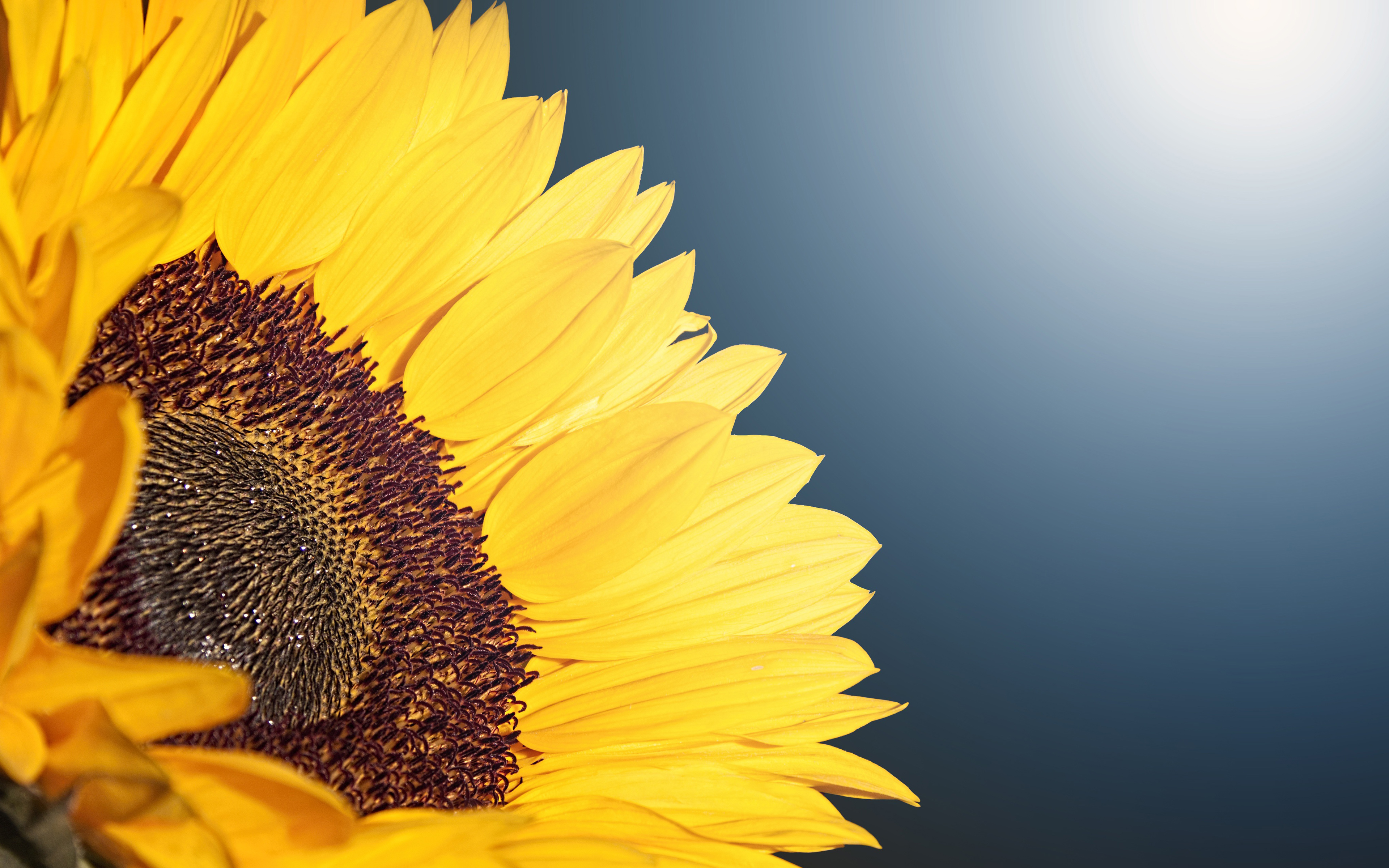 Sunflower 4K5094111164